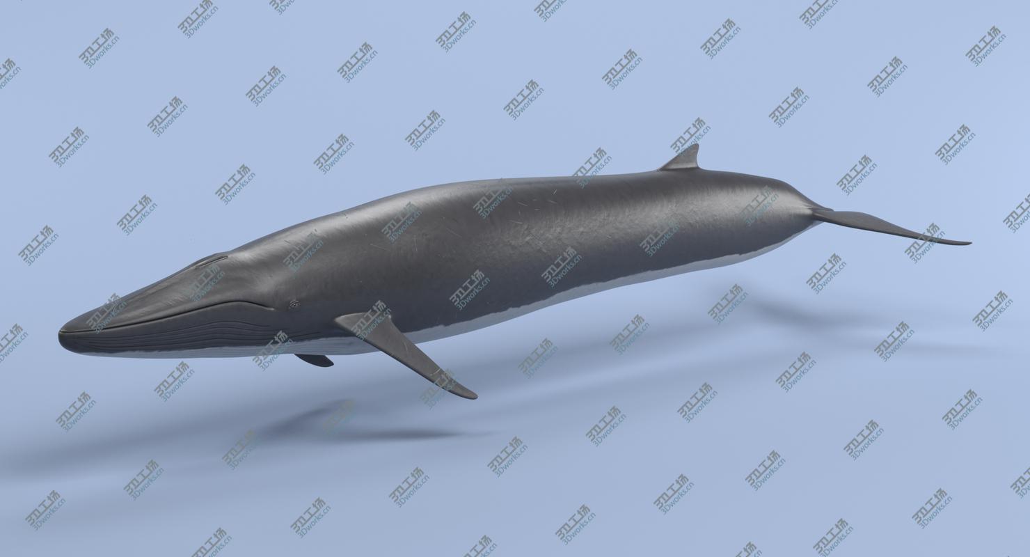 images/goods_img/2021040163/3D Fin Whale (Rigged)/1.jpg